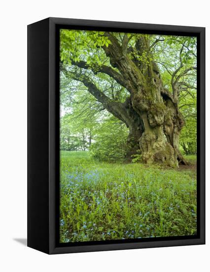 Germany, Bermoll Natural Monument-K. Schlierbach-Framed Premier Image Canvas