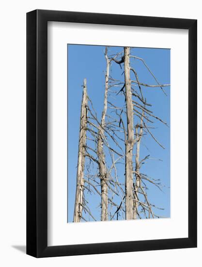 Germany, Black Forest, dead trees.-Roland T. Frank-Framed Photographic Print