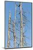 Germany, Black Forest, dead trees.-Roland T. Frank-Mounted Photographic Print
