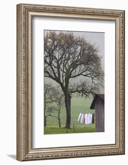 Germany, Black Forest, Munstertal, Autumn Landscape with Trees and Fog-Walter Bibikow-Framed Photographic Print