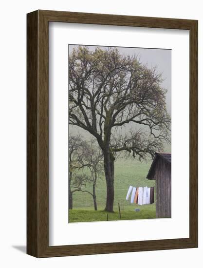Germany, Black Forest, Munstertal, Autumn Landscape with Trees and Fog-Walter Bibikow-Framed Photographic Print