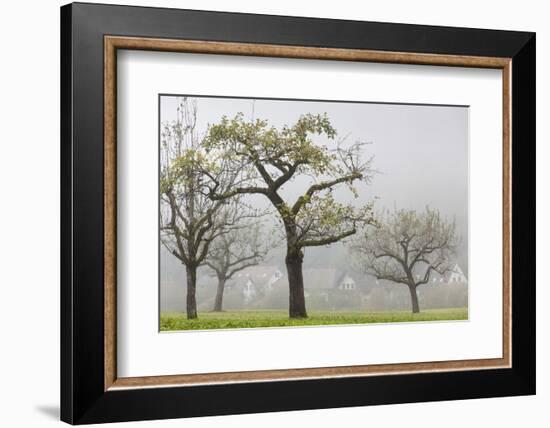 Germany, Black Forest, Munstertal, Autumn Landscape with Trees and Fog-Walter Bibikow-Framed Photographic Print