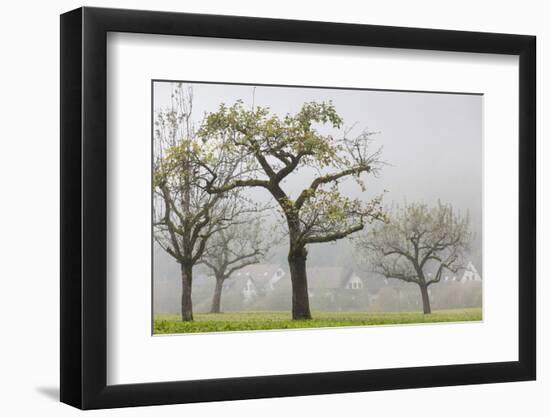 Germany, Black Forest, Munstertal, Autumn Landscape with Trees and Fog-Walter Bibikow-Framed Photographic Print