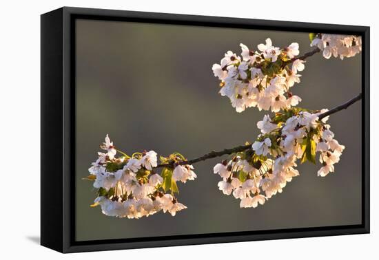 Germany, Cherry Blossoms in the Morning Light-K. Schlierbach-Framed Premier Image Canvas