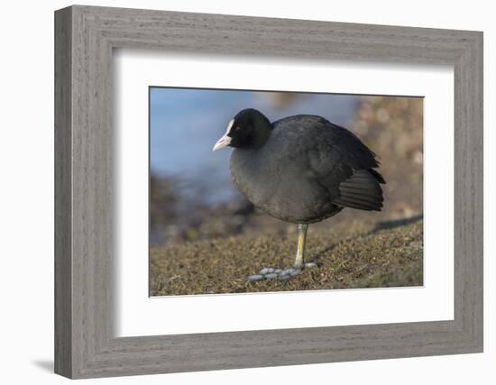 Germany, coot (Fulica atra).-Roland T. Frank-Framed Photographic Print