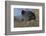 Germany, coot (Fulica atra).-Roland T. Frank-Framed Photographic Print