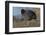 Germany, coot (Fulica atra).-Roland T. Frank-Framed Photographic Print
