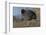 Germany, coot (Fulica atra).-Roland T. Frank-Framed Photographic Print