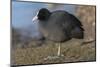 Germany, coot (Fulica atra).-Roland T. Frank-Mounted Photographic Print