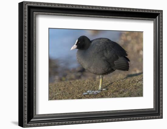 Germany, coot (Fulica atra).-Roland T. Frank-Framed Photographic Print