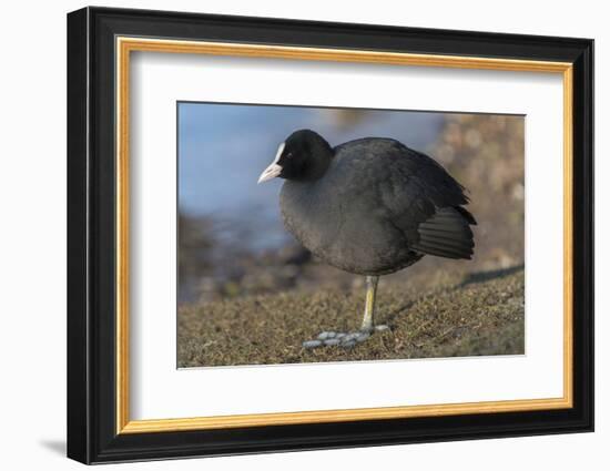 Germany, coot (Fulica atra).-Roland T. Frank-Framed Photographic Print