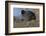 Germany, coot (Fulica atra).-Roland T. Frank-Framed Photographic Print