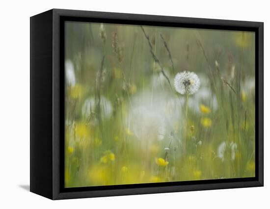 Germany, Dandelion in Flower Meadow-K. Schlierbach-Framed Premier Image Canvas