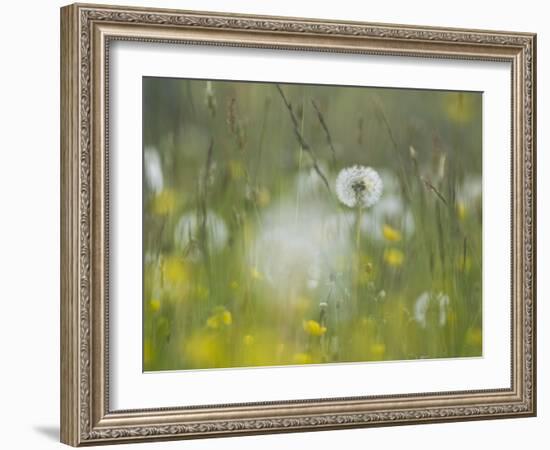 Germany, Dandelion in Flower Meadow-K. Schlierbach-Framed Photographic Print