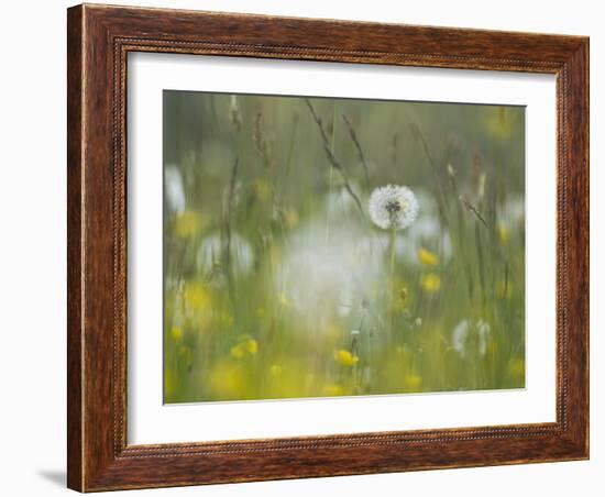 Germany, Dandelion in Flower Meadow-K. Schlierbach-Framed Photographic Print