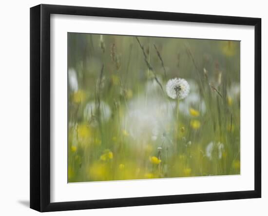 Germany, Dandelion in Flower Meadow-K. Schlierbach-Framed Photographic Print