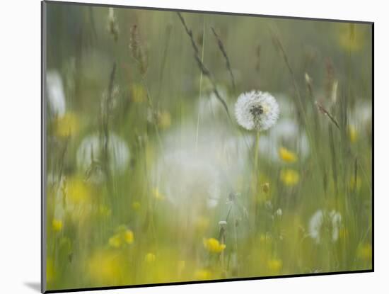 Germany, Dandelion in Flower Meadow-K. Schlierbach-Mounted Photographic Print