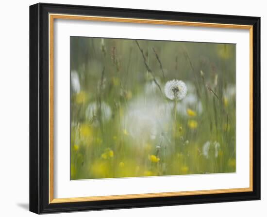 Germany, Dandelion in Flower Meadow-K. Schlierbach-Framed Photographic Print