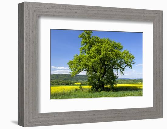 Germany, Eastern Westphalia, District Hšxter, Oak in the Rape Field-Chris Seba-Framed Photographic Print