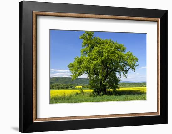 Germany, Eastern Westphalia, District Hšxter, Oak in the Rape Field-Chris Seba-Framed Photographic Print