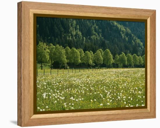 Germany, Flower Meadow, Edge of the Forest-Thonig-Framed Premier Image Canvas