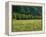 Germany, Flower Meadow, Edge of the Forest-Thonig-Framed Premier Image Canvas