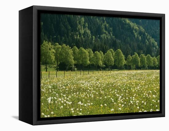 Germany, Flower Meadow, Edge of the Forest-Thonig-Framed Premier Image Canvas