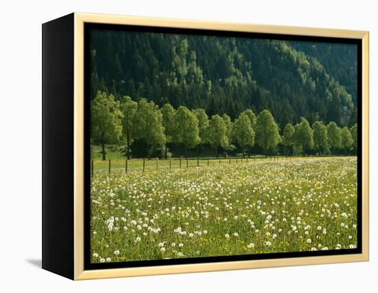 Germany, Flower Meadow, Edge of the Forest-Thonig-Framed Premier Image Canvas