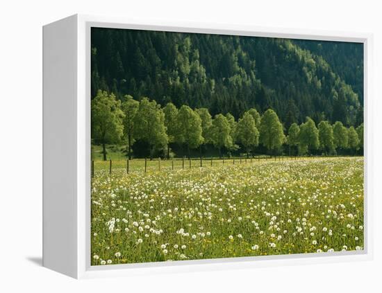 Germany, Flower Meadow, Edge of the Forest-Thonig-Framed Premier Image Canvas