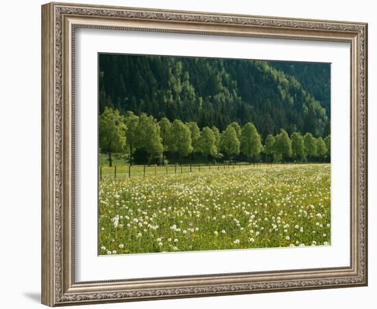 Germany, Flower Meadow, Edge of the Forest-Thonig-Framed Photographic Print