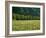 Germany, Flower Meadow, Edge of the Forest-Thonig-Framed Photographic Print