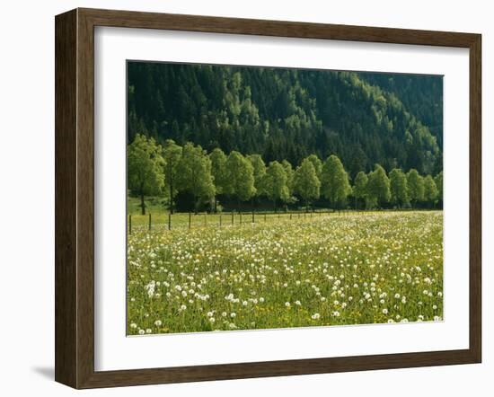 Germany, Flower Meadow, Edge of the Forest-Thonig-Framed Photographic Print