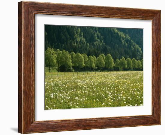 Germany, Flower Meadow, Edge of the Forest-Thonig-Framed Photographic Print