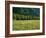 Germany, Flower Meadow, Edge of the Forest-Thonig-Framed Photographic Print