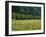 Germany, Flower Meadow, Edge of the Forest-Thonig-Framed Photographic Print