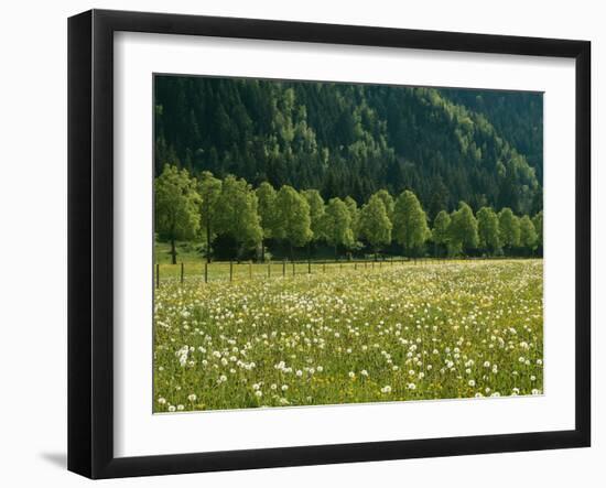 Germany, Flower Meadow, Edge of the Forest-Thonig-Framed Photographic Print