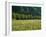 Germany, Flower Meadow, Edge of the Forest-Thonig-Framed Photographic Print