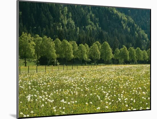 Germany, Flower Meadow, Edge of the Forest-Thonig-Mounted Photographic Print