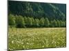 Germany, Flower Meadow, Edge of the Forest-Thonig-Mounted Photographic Print