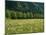 Germany, Flower Meadow, Edge of the Forest-Thonig-Mounted Photographic Print