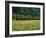 Germany, Flower Meadow, Edge of the Forest-Thonig-Framed Photographic Print