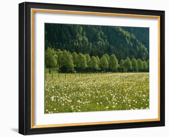 Germany, Flower Meadow, Edge of the Forest-Thonig-Framed Photographic Print