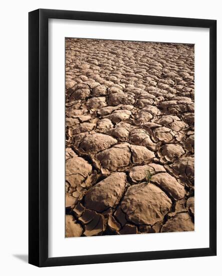 Germany, Flower Meadow, Edge of the Forest-Thonig-Framed Photographic Print