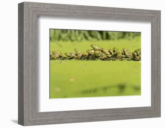 Germany, green frog, Rana esculenta.-Roland T. Frank-Framed Photographic Print