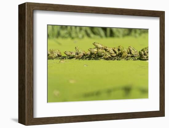 Germany, green frog, Rana esculenta.-Roland T. Frank-Framed Photographic Print