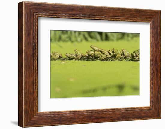 Germany, green frog, Rana esculenta.-Roland T. Frank-Framed Photographic Print