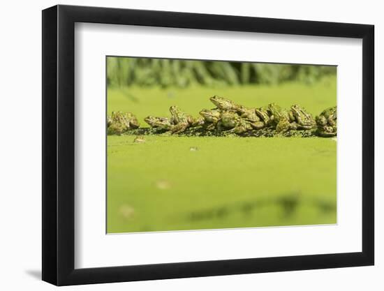 Germany, green frog, Rana esculenta.-Roland T. Frank-Framed Photographic Print