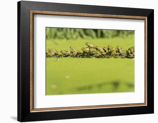 Germany, green frog, Rana esculenta.-Roland T. Frank-Framed Photographic Print