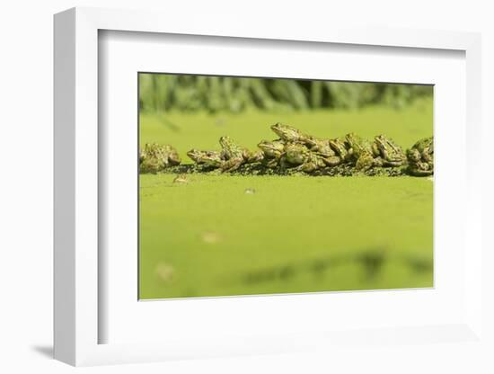 Germany, green frog, Rana esculenta.-Roland T. Frank-Framed Photographic Print