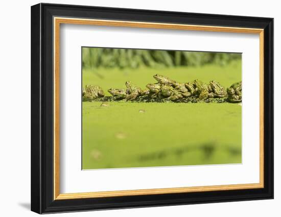 Germany, green frog, Rana esculenta.-Roland T. Frank-Framed Photographic Print